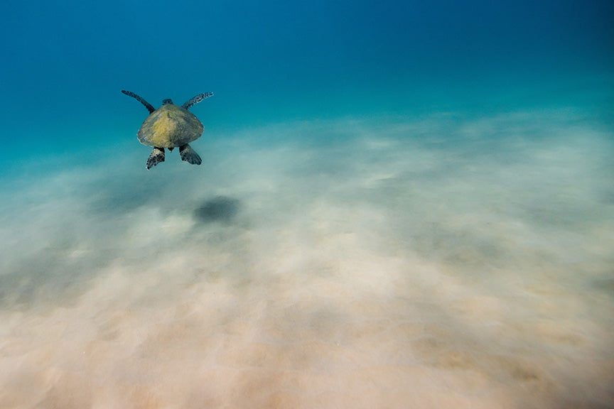 Turtle Butt - Turtle 001
