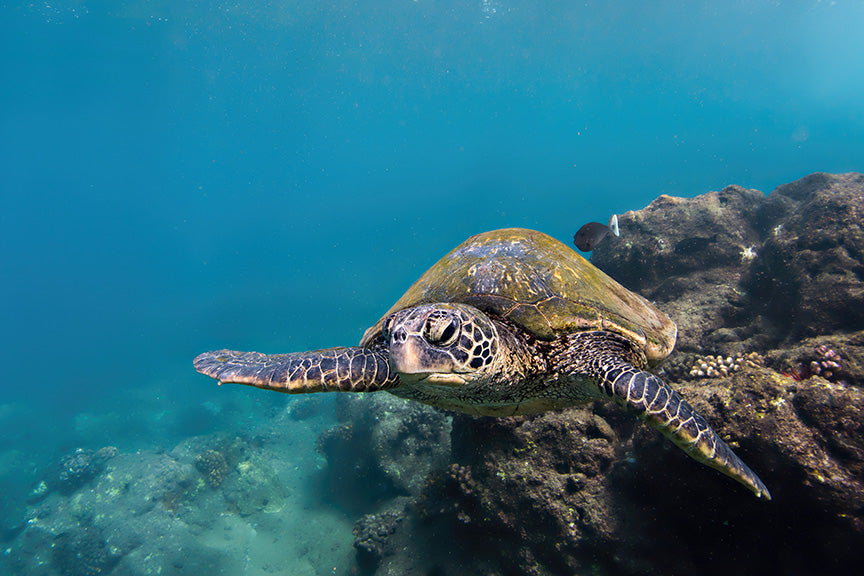 Turtle 006
