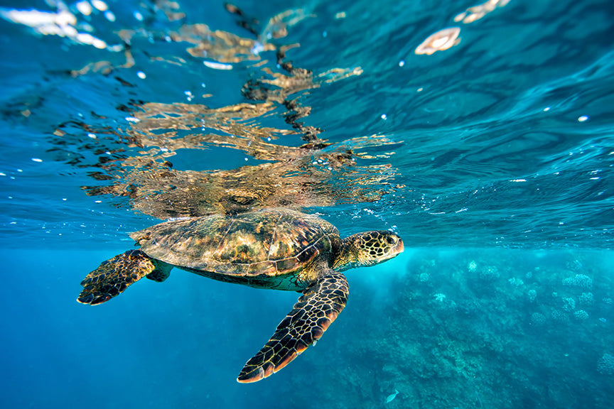 Turtle 002