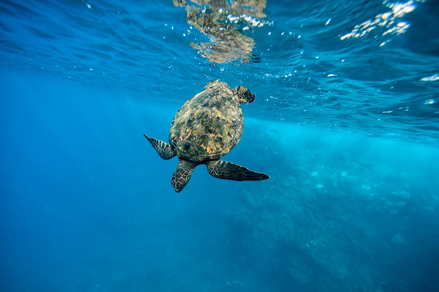 Dive - Turtle 003